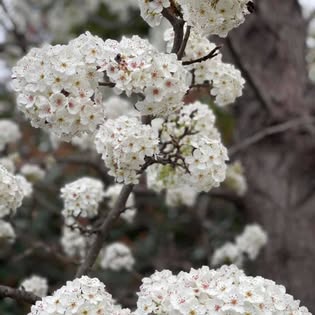 White spring blossoms on a tree